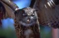 Bubo bubo